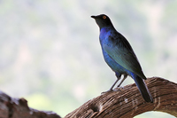 Lamprotornis chalybaeus